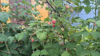 Как соберете ягоды — первым делом: обрезаем малину способом для лентяев — собираем через год по 2 кг с куста