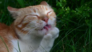 Дай лапку: Прима, Никки и Рыжик ищут своих хозяев