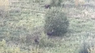 У Рязани в пойме Оки запечатлели семью лосей