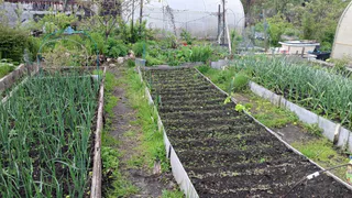 Забытый корнеплод, который даст фору моркови. 7 причин начать выращивать его на своём участке