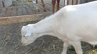 Теперь не только курятники под строгим запретом: приняли новое решение для всех россиян, которые держат коз