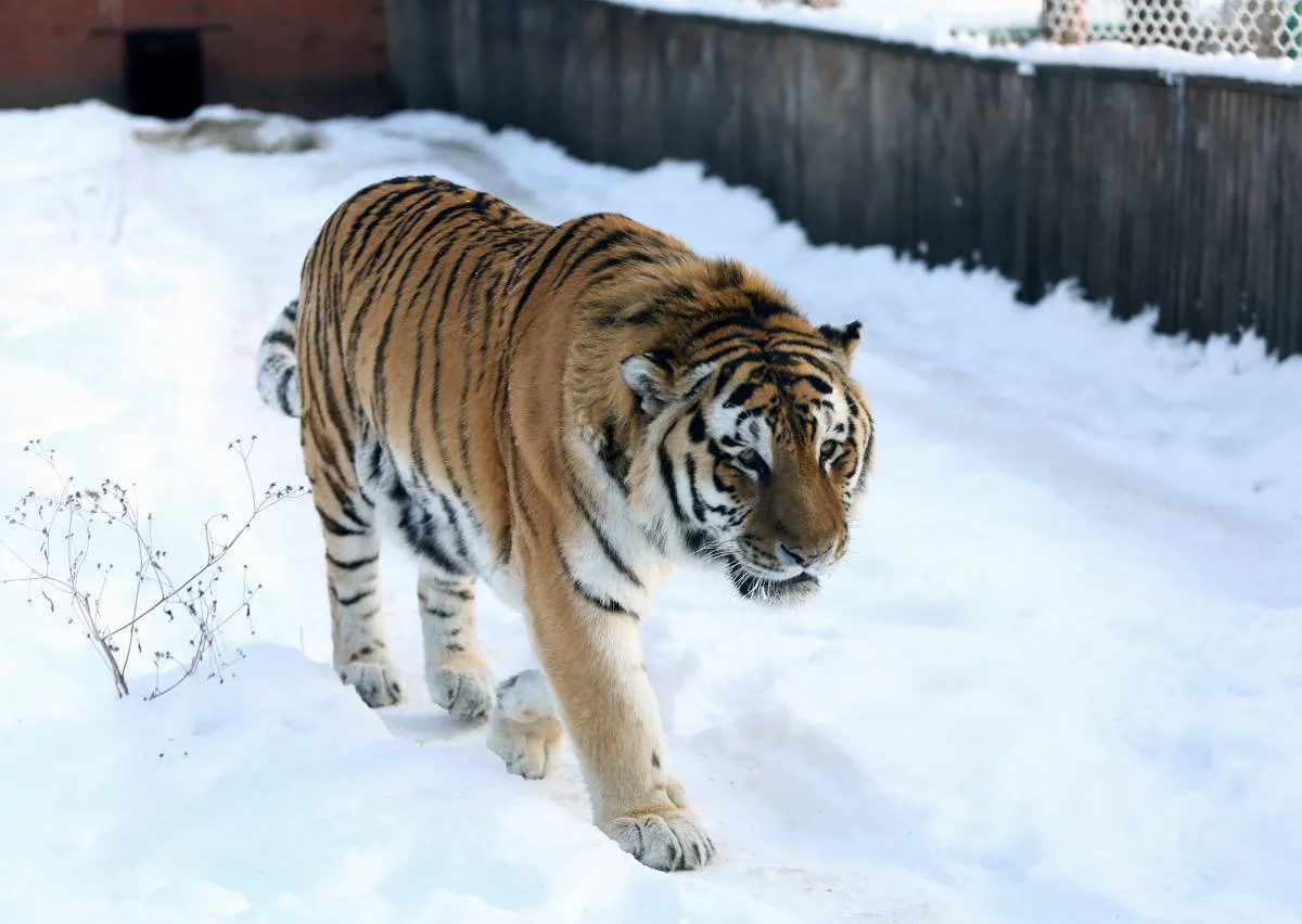Пензенский зоопарк приглашает на новогодние праздники