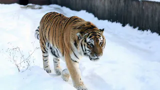 Пензенский зоопарк приглашает на новогодние праздники