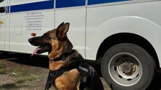 Служебная собака помогла раскрыть убийство в Челябинской области за 10 минут  