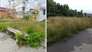В этой траве можно Гордуму спрятать: рязанцы показали, как заросла улица Новоселов