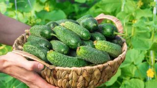 Огурцы до самых заморозков: эти хитрости продлят урожай до конца сентября
