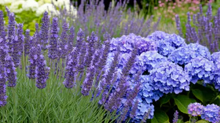 Не сад, а открытка: посадите 3 цветка и радуйтесь целый сезон - без ухода и танцев с бубном