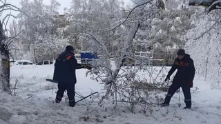 В Рязани зафиксировали 107 случаев падения деревьев после снегопада