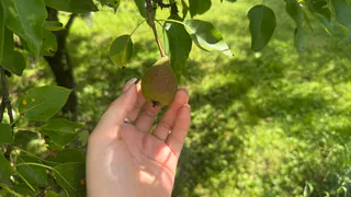 Нежнейшее лечо с шампиньонами и грушей: Впервые сделала по совету мамы - яркий и пикантный вкус меня поразил