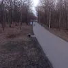 В Севске Брянской области начали выкорчёвку старых деревьев на улице Тургенева