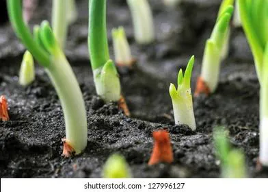 Эксперт назвал, в каком месте следует сажать лук под зиму