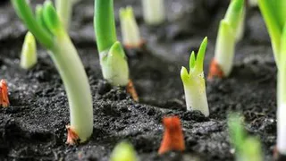 Эксперт назвал, в каком месте следует сажать лук под зиму