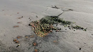 Высокие технологии! В Касимове яму заделали яблоками