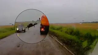 Неподалеку от рязани водитель сбил корову - животное взлетело над дорогой