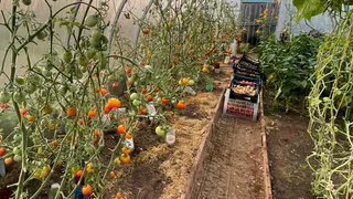 3 самых лучших томата - "Санька" и рядом не стоял. Сладкие и сочные - ем прямо с ветки 