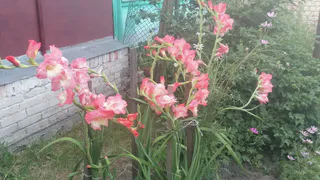 Растут сами по себе – многолетний цветник для ленивых: ничего делать не придется – идеальное решение для сада