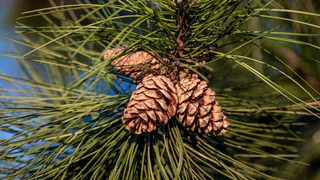 Судогодский районный суд обязал арендатора леса возместить ущерб за вырубленные сосны