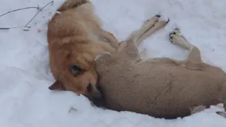 В Пензенской области бездомные собаки нападают на косуль