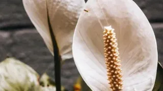 Кладу щепотку в воду — и орошаю спатифиллум: укрыт белоснежным покрывалом цветов весь год — эффект поразителен