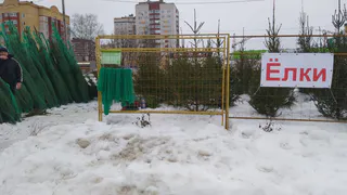 Куда сдать ёлку в Нижнекамске на переработку