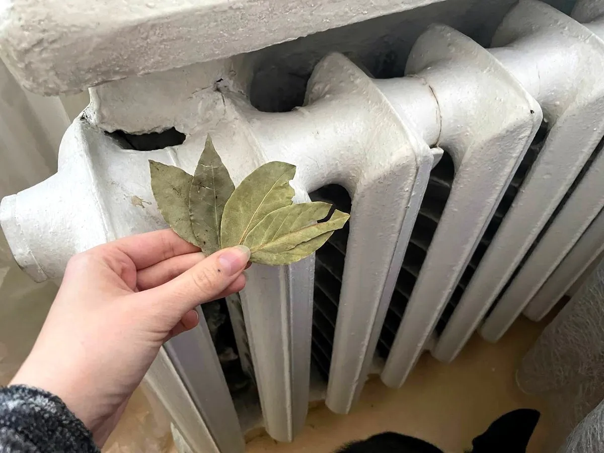 С первыми холодами кладу лист лаврушки под батарею: вот как влияет на быт – близкие точно оценят