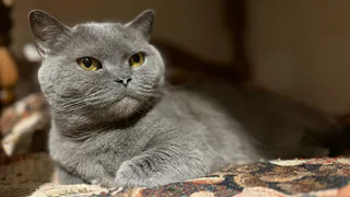 Люди не замечают — а кошки реагируют мгновенно: три аромата, которые они не переносят