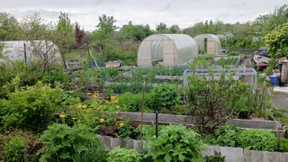 5 ложек в ведро и больше спину не гну: сорняк сам уйдет за пару дней, без химии и прополки