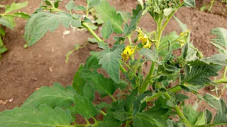 При цветении томатам — обязательно: стаканчик под куст — и завязей на ветках не сосчитать