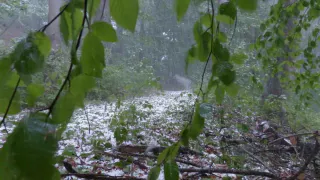 Москву залило месячной нормой осадков за одну ночь