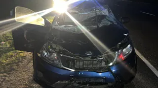 В Скопинском районе водитель иномарки Kia Rio сбил лося