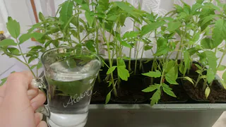 Перестала делать это с рассадой томатов при высадке — цветение не тормозится и кистей больше: урожай раньше