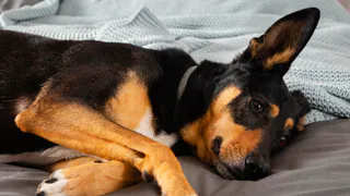 Четыре повода разрешить собаке спать в вашей кровати