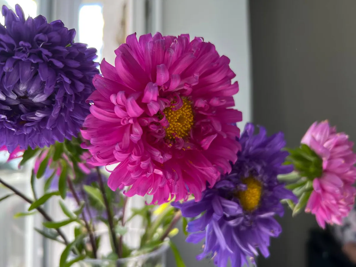 Мои астры стоят как ковер до ноября. Всё благодаря одному дедовскому правилу, о котором все забыли