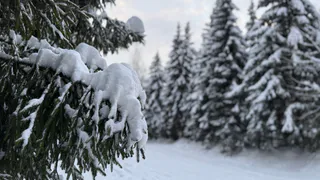 Рязанцам объяснили, зачем считать воробьев