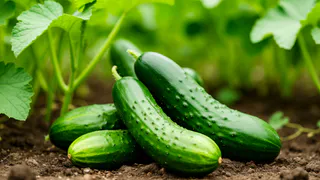 Агрономы рассказали о благоприятных днях для посева, полива и удобрения огурцов - лунный календарь 2025