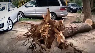 Огромное дерево внезапно рухнуло на улице улице Тимуровцев. Есть видео