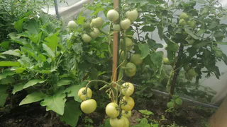 Орошаю томаты — и кусты можно перепутать с букетом: ни одного пустоцвета — из каждого цветка появится плод