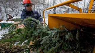 В Рязани открываются пункты приема елок: адреса