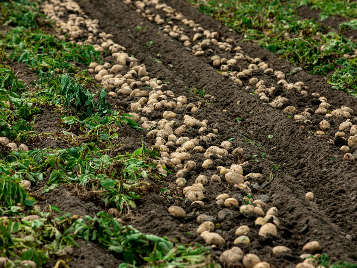 Пока картошка цветет - обязательно: 2 действия в июле для крупных клубней: богатый урожай