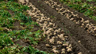Пока картошка цветет - обязательно: 2 действия в июле для крупных клубней: богатый урожай