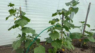 Поливаем огурцы содой: какой эффект дает пищевая сода, как и когда правильно добавлять подкормку