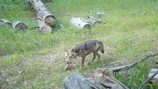 В Окском заповеднике фотоловушка засняла волка