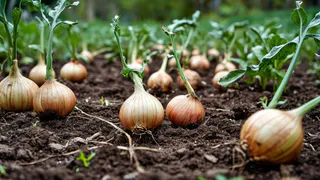 Бросила на грядку — произошло чудо — пожелтевшие лук и чеснок «проснулись», перья позеленели за 3 дня