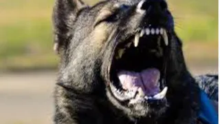 15 000 рублей взыскал суд за нападение бездомной собаки на несовершеннолетнюю в Брянске