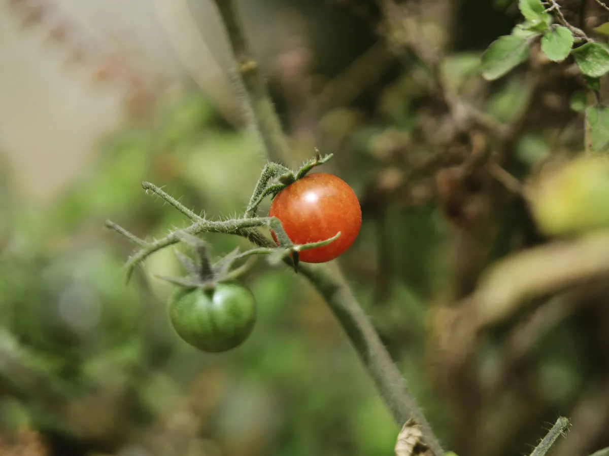 1 г на 10 л и обработала помидоры во время цветения: ломятся от урожая даже в плохое лето