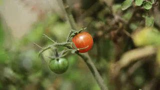 1 г на 10 л и обработала помидоры во время цветения: ломятся от урожая даже в плохое лето