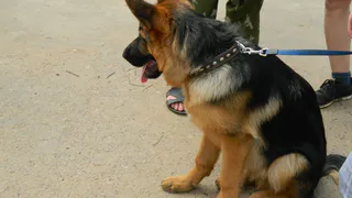 С начала года в Рязани наказали пять владельцев крупных собак за неправильный выгул