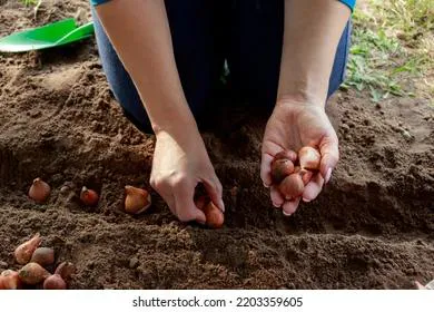 Какие цветы можно еще успеть посадить осенью