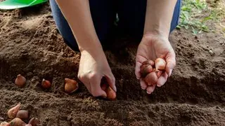 Какие цветы можно еще успеть посадить осенью