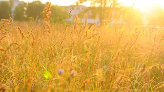 Погода в Рязани на воскресенье